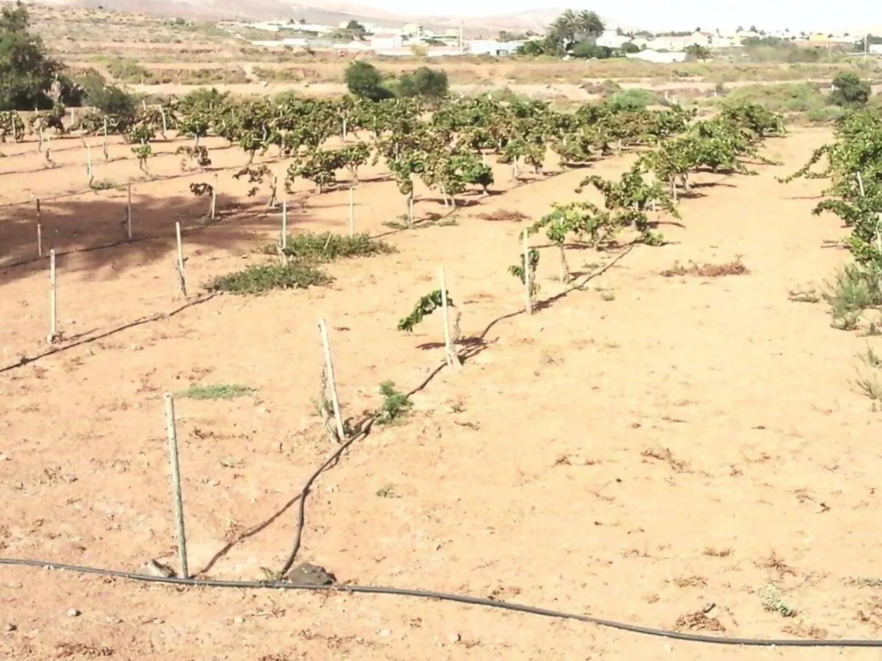 Villa Rural Rugama Puerto del Rosario  Puerto del Rosario (Fuerteventura)